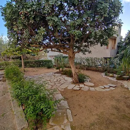 Bougainvillea מרינה די מודיקה